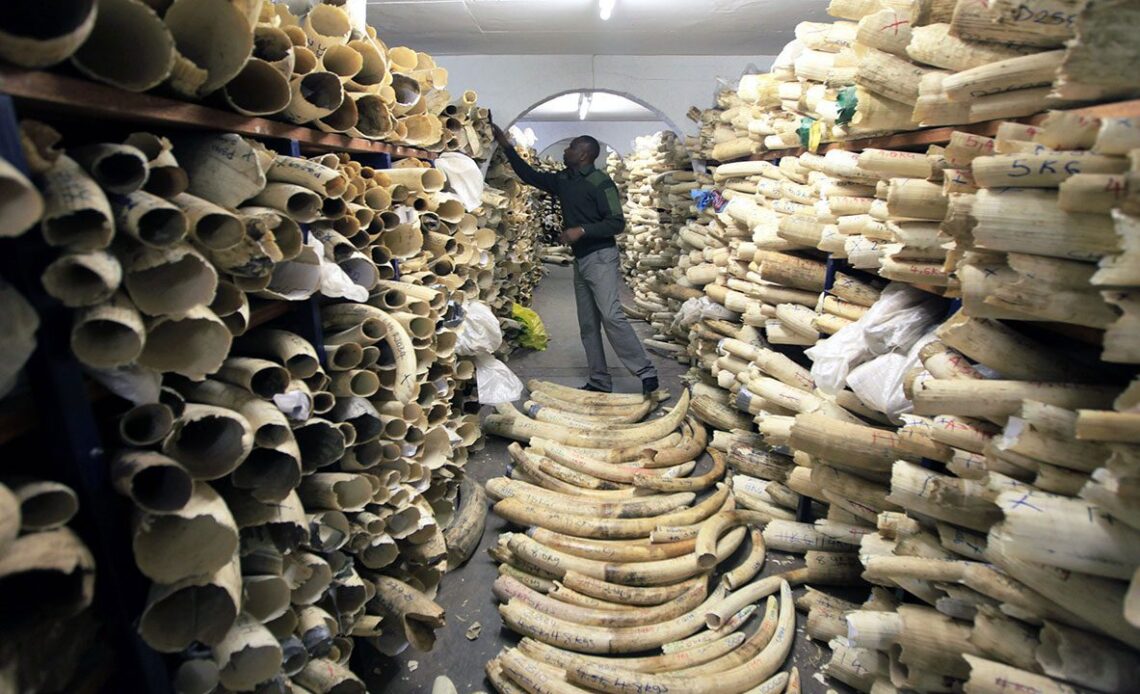 We would rather keep our ivory stockpiles: Zimbabwe