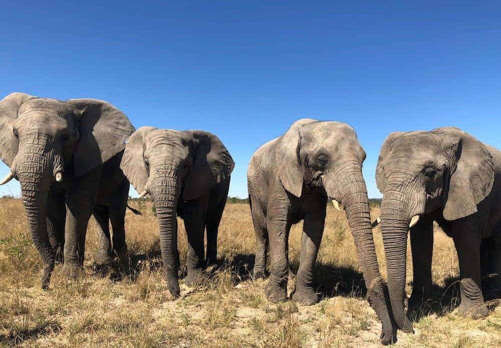 CITES to review protection for 500 species