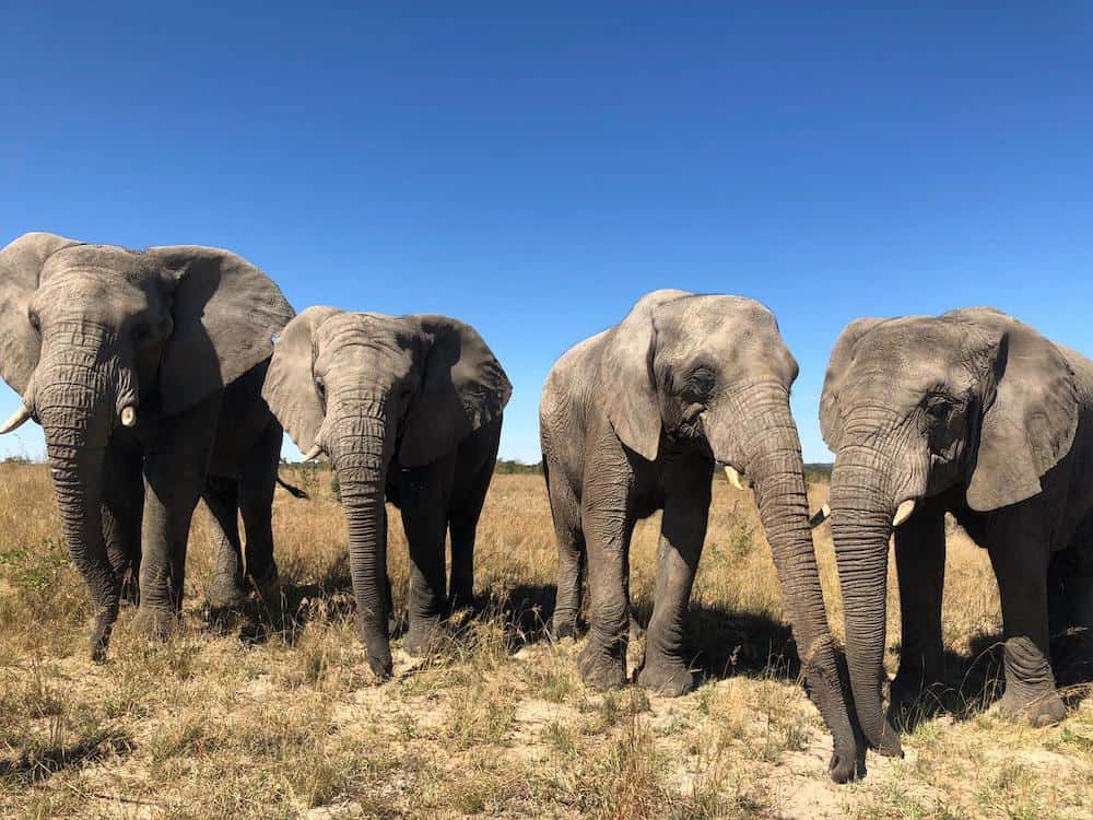 CITES to review protection for 500 species