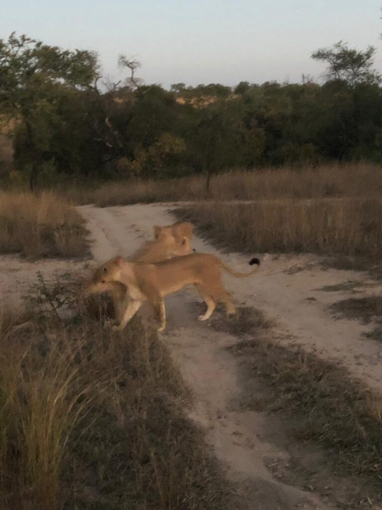 Discounted winter accommodation at Antelope Park | Tourism Focus