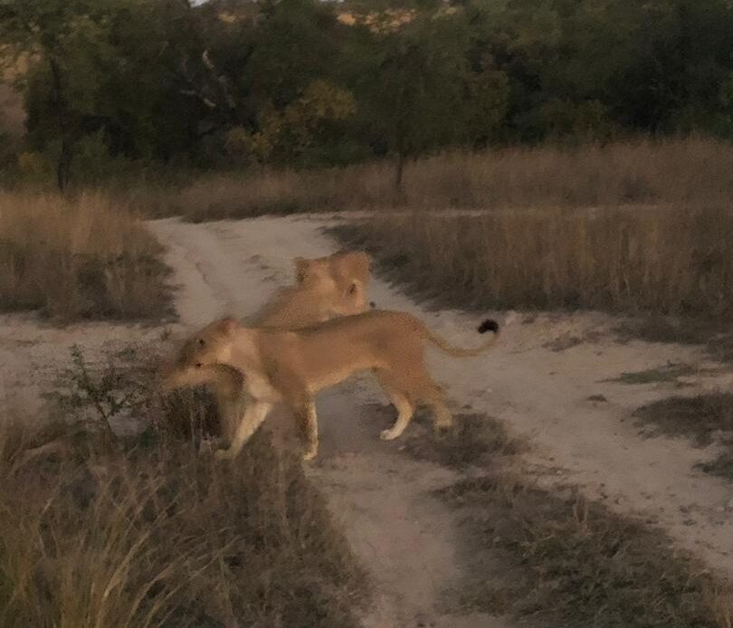 Discounted winter accommodation at Antelope Park | Tourism Focus