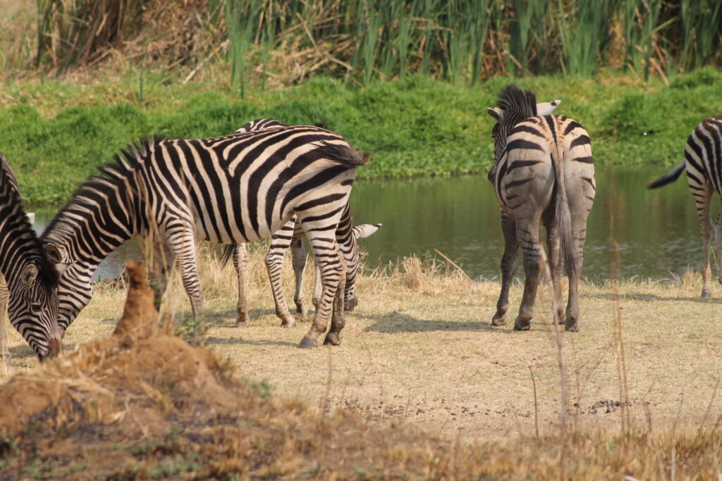 Cabinet approves ZimParks turnaround strategy | Tourism Focus