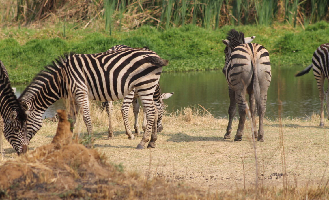 Cabinet approves ZimParks turnaround strategy | Tourism Focus