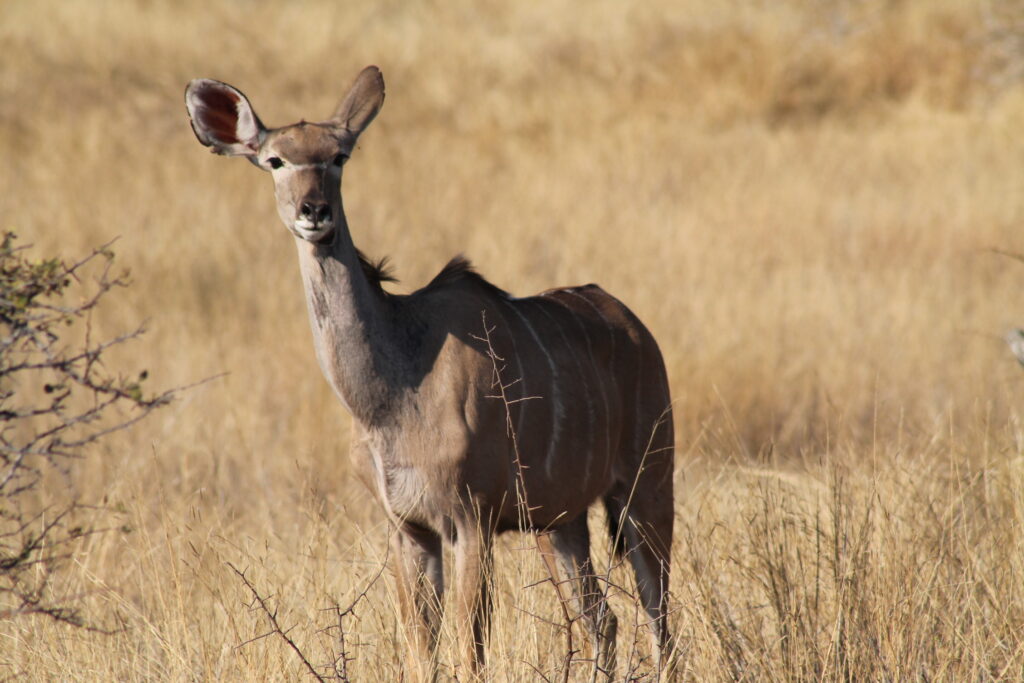 Coal mining in Hwange threatens Safari Tourism