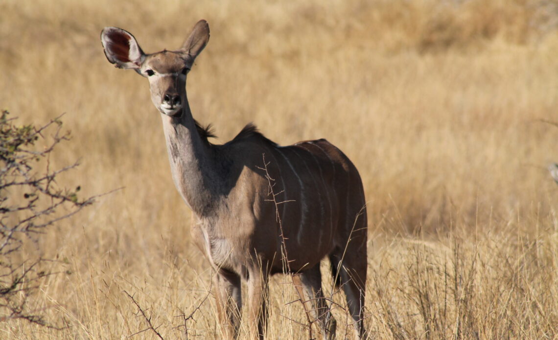 Coal mining in Hwange threatens Safari Tourism