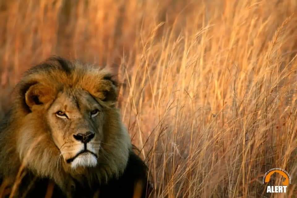 Antelope Parks moans Milo the lion