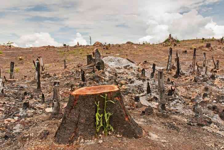Deforestation Of Timber Trees In Chipinge-Chimanimani Areas